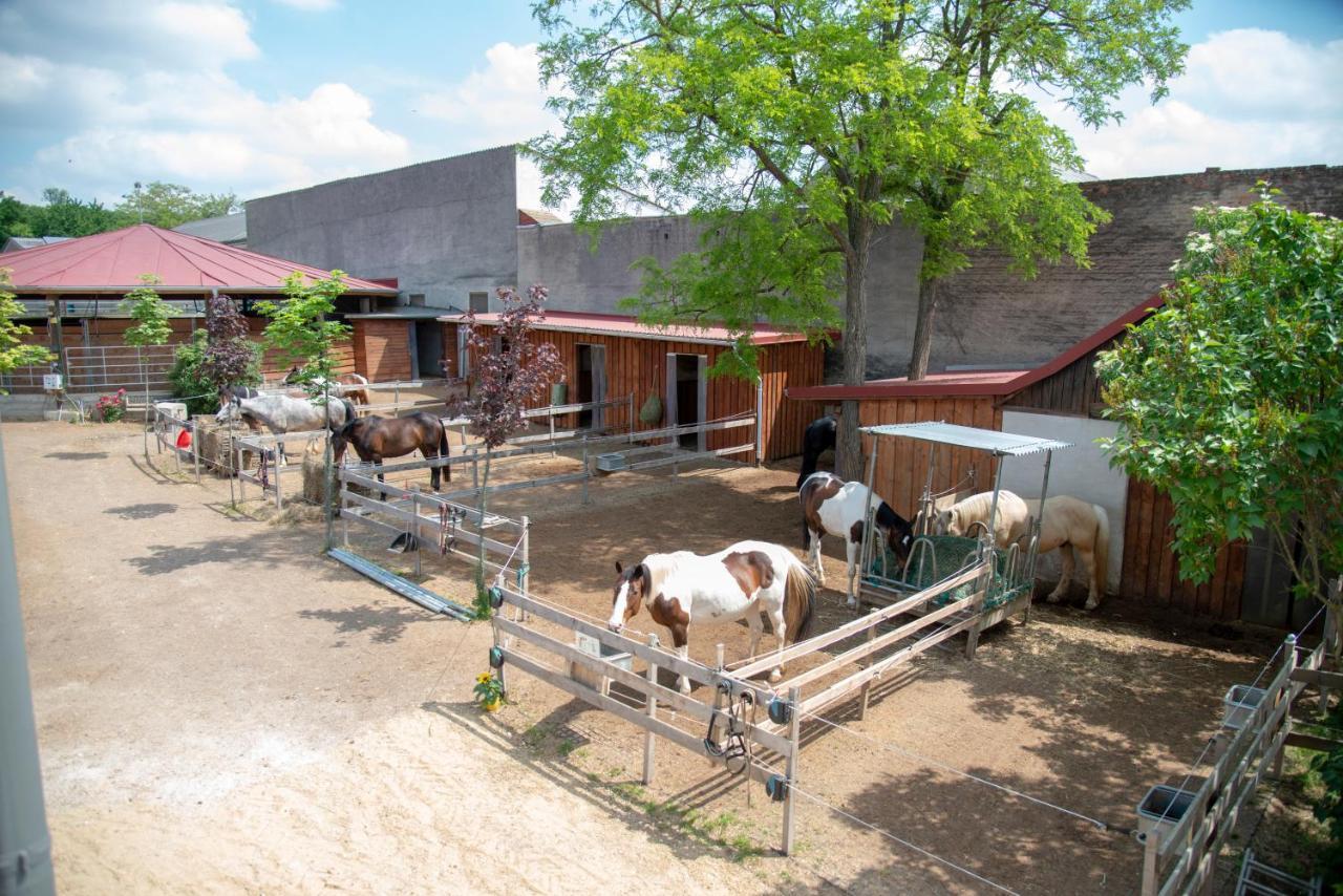 Ranchzimmer Am Hippo-Campus Reit- Und Therapiezentrum Deutsch Haslau Exterior photo